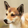 Norwegischer Lundehund, Norwegischer Vogelhund Norwegischer Lundehund, Norwegischer Vogelhund