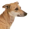 Lurcher Lurcher