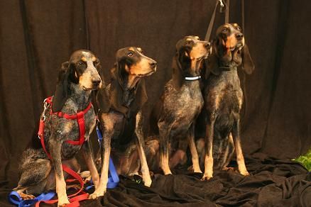 Luzerner Laufhund
