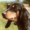 Schweizerischer Niederlaufhund, Luzerner Niederlaufhund Schweizerischer Niederlaufhund, Luzerner Niederlaufhund