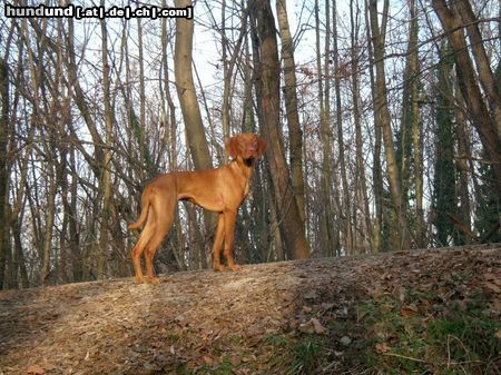 Magyar Vizsla