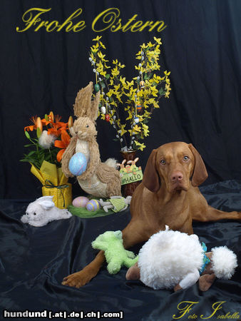 Magyar Vizsla Kira 