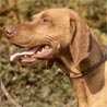 Kurzhaariger Ungarischer Vorstehhund, Magyar Vizsla Kurzhaariger Ungarischer Vorstehhund, Magyar Vizsla