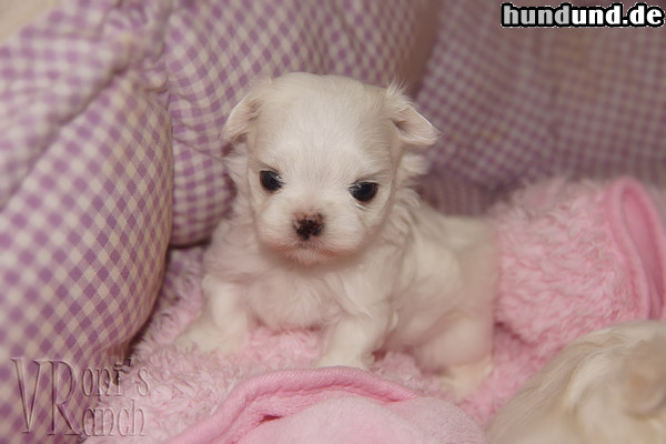 Malteser Hunde Foto 47441 Malteser Malteser Baby Tera
