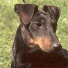 Manchester-Terrier, Black-and-tan Terrier Manchester-Terrier, Black-and-tan Terrier