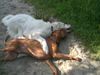 Maremmaner Hirtenhund, Alyssa  und Marlon