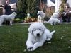 Maremmaner Hirtenhund, Alyssa als  Welpe
