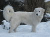 Maremmaner Hirtenhund, Alyssa im Schnee
