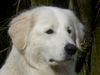 Maremmaner Hirtenhund, Alyssa