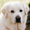 Maremmaner Hirtenhund, Maremmen-Abruzzen-Schäferhund, Cane da Pastore Maremmaner Hirtenhund, Maremmen-Abruzzen-Schäferhund, Cane da Pastore