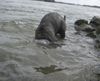 Mastiff, Bulgrin am Rhein April 2009
