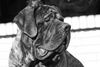 Mastiff, Paul - Filou Krozair of Kregen