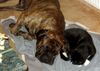 Mastiff
