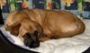 Mastiff