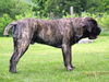 Mastiff, www.mastiff-finch.de