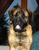 Mastiff, Baltazar Royal Crest of Prussia Brandenburg