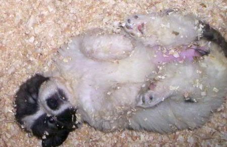 Pyren�enhund Ilejn Farma Stekot