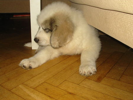 Pyren�enhund Junior Farma Stekot 8W.