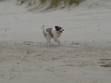 Pyren�enhund Diego 