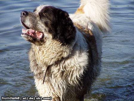 Pyren�enhund