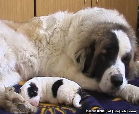 Pyren�enhund