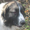 Pyrenäenhund