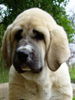 Mastin Espanol, Mastin Puppy