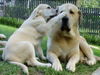 Mastin Espanol, Vater mit Tochter - Hunde Liebe