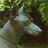 Mexikanischer Nackthund, Standard Mexican Hairless, Xoloitzcuintli, Tepeizeuntli Mexikanischer Nackthund, Standard Mexican Hairless, Xoloitzcuintli, Tepeizeuntli