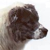 Mittelasiatischer Schäferhund