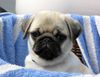 Mops