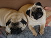 Mops, Boedha und Rhani