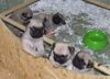 Mops, Welpen mit 4 Wochen