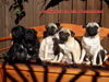 Mops, meine  mopsbande