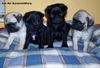 Mops, Das ist unser Wurf F