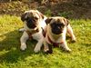 Mops