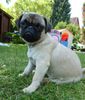 Mops