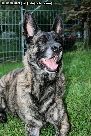 Nederlandse Herdershond Willi 