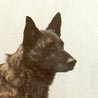Hollandse Herdershond, Hollandse Herdershond, Niederländischer Schäferhund Hollandse Herdershond, Hollandse Herdershond, Niederländischer Schäferhund