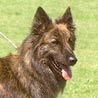 Hollandse Herdershond Langhaariger Schlag, Hollandse Herdershond, Niederländischer Schäferhund Hollandse Herdershond Langhaariger Schlag, Hollandse Herdershond, Niederländischer Schäferhund