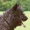 Hollandse Herdershond Rauhaariger Schlag, Hollandse Hedershond, Niederländischer Schäferhund Hollandse Herdershond Rauhaariger Schlag, Hollandse Hedershond, Niederländischer Schäferhund