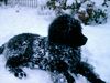 Neufundl�nder, Campino Januar 2008 - 6 Monate