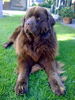 Neufundl�nder, Arthus (Eddy) der K�nig