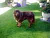 Neufundl�nder, Eddy 16 Monate aktuell