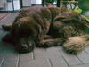 Neufundl�nder, Eddy unser B�r