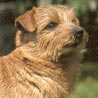Norfolk-Terrier Norfolk-Terrier