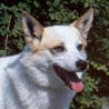 Norrbottenspitz Hunderasse Norrbottenspitz Hund