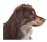 Miniature American Shepherd