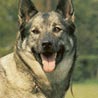 Norwegischer Elchhund, Norsk Elghund, Grahund, Dreyhund Norwegischer Elchhund, Norsk Elghund, Grahund, Dreyhund