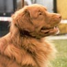 Nova Scotia Duck Tolling Retriever